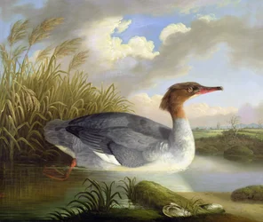 Un buceador (Serreta grande)